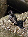 Sereg�ly (Sturnus vulgaris)