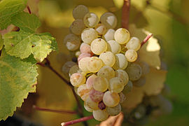 Riesling B allemand à pleine maturité.