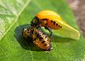 Joaninha saindo de sua pupa (conhecida tamb�m por "casulo").