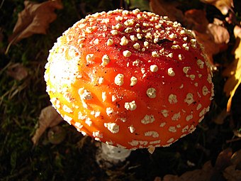 Chapeau d'une amanite tue-mouches jeune.