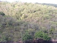 Vista a�rea de �rboles caducifolios tropicales