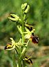 Hampe florale: Ophrys sphegodes subsp. aesculapii.