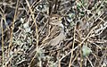 Moineau domestique (Passer domesticus).