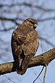 Egerészölyv (Buteo buteo)