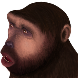 Sahelanthropus tchadensis