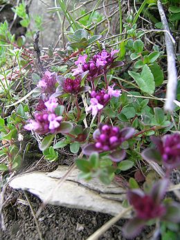 Keturbriaunis čiobrelis (Thymus pulegioides)