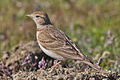 Szikipacsirta (Calandrella brachydactyla)