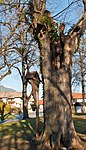 Lindenbaum bei der Barockkapelle