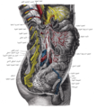 Lower half of right sympathetic cord.