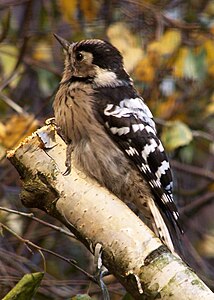 Kleine bonte specht ♀