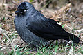 Cs�ka (Corvus monedula)