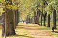 Allee zwischen Mainbrücke und Park Schönbusch