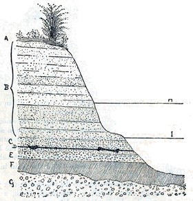 Image illustrative de l’article Trinil