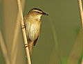 Foltos nádiposzáta (Acrocephalus schoenobaenus)