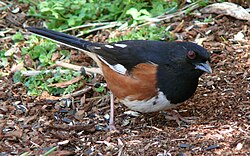 Eastern towhee