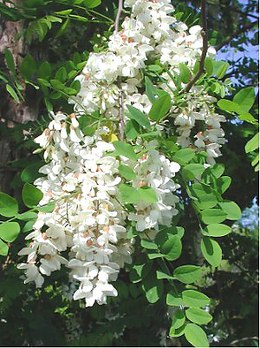 Robinia pseudoacacia