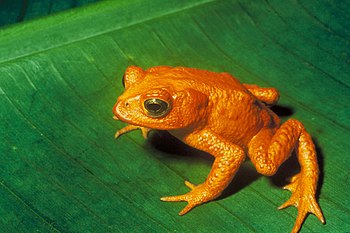 Un grapaud daurat (Bufo periglenes). (definicion vertadièra 3 576 × 2 385 *)