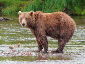 Kamĉatka brunurso (Ursus arctos beringianus)