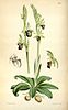 Illustration botanique: Ophrys insectifera.