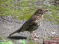 Énekes rigó (Turdus philomelos)