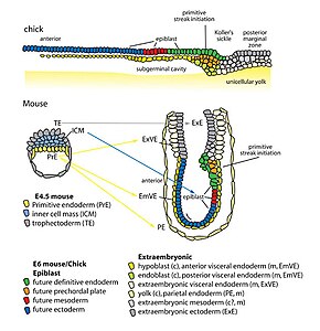 Organisatie van endodermale voorlopercellen en extra-embryonaal endoderm bij het begin van gastrulatie in kippen- en muizenembryo's.