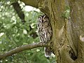 Ein Waldkauz im Baum