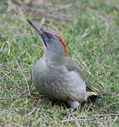 Iberische groene specht (Picus sharpei) ♀