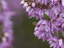 Struikhei bloemen