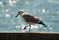 Halászsirály (Larus ichthyaetus)