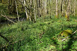 Végétation herbeuse au pied des arbres.