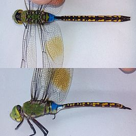 Anax indicus