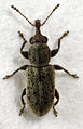 Nemonychidae/Rhinorhynchinae (Rhinorhynchus rufulus)