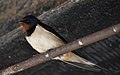 Hirondelle rustique (Hirundo rustica).