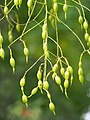 Baccelli di acacia del Giappone o sòfora (Styphnolobium japonicum), che disarticolandosi in vari pezzi prende il nome di lomento