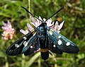 Zygaena ephialtes