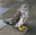 Héja (Accipiter gentilis)