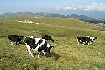 Pascoli sui Monti Lessini, nelle Prealpi Venete