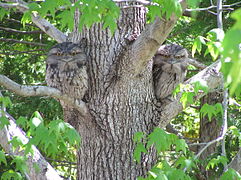 Podarges gris dans un arbre.