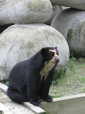 Okulvitra urso en bestoĝardeno.