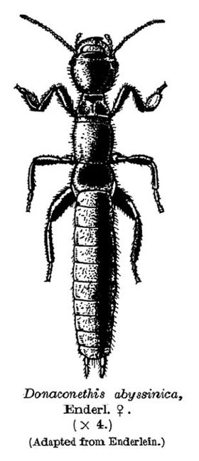 F�mea, sem asas, de um Embioptera; descrito como Donaconethis abyssinica, do leste da �frica.[1]