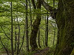 Buchengruppe im Halltal