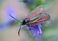 Zygaena filipendulae Sint-jansvlinder