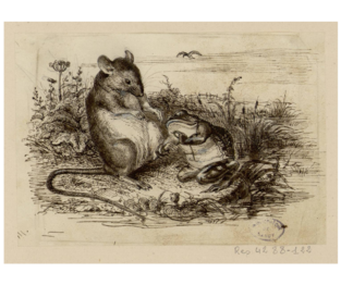 La Grenouille et le Rat.