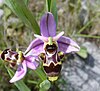 Fleur: Ophrys scolopax.