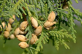 Thuja occidentalis