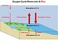 Ciclo do oxig�nio