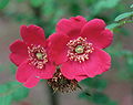 Rosa 'Geranium', gr. Moyesii, sect. Cassiorhodon. Real Jardín Botánico de Madrid.