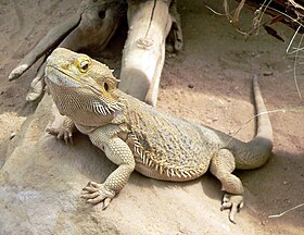 تنين وسط أستراليا الملتحي (Pogona vitticeps)