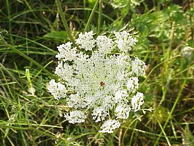 Flor de Daucus carota