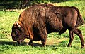 European bison